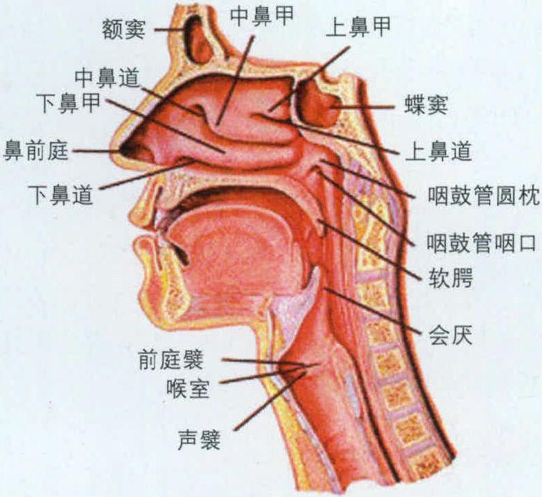 第一节 呼吸道解剖学